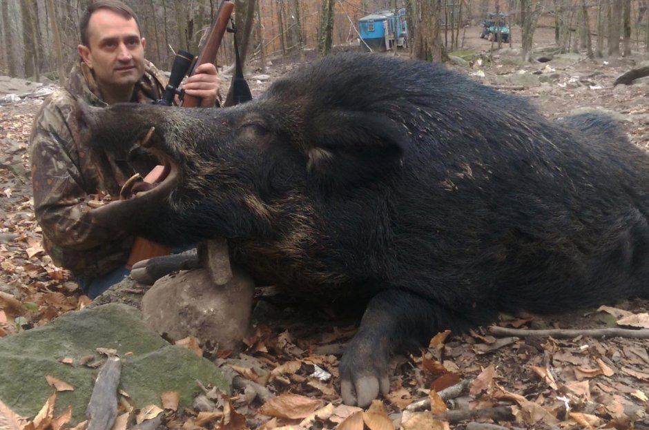 Самый большой кабан секач Вепрь