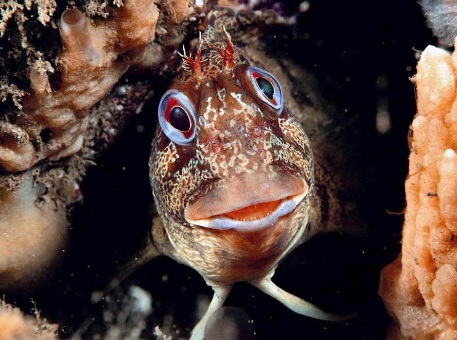 Neoclinus blanchardi
