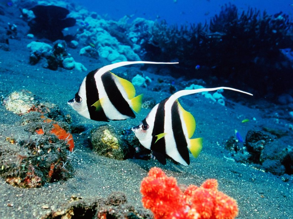 Heniochus acuminatus