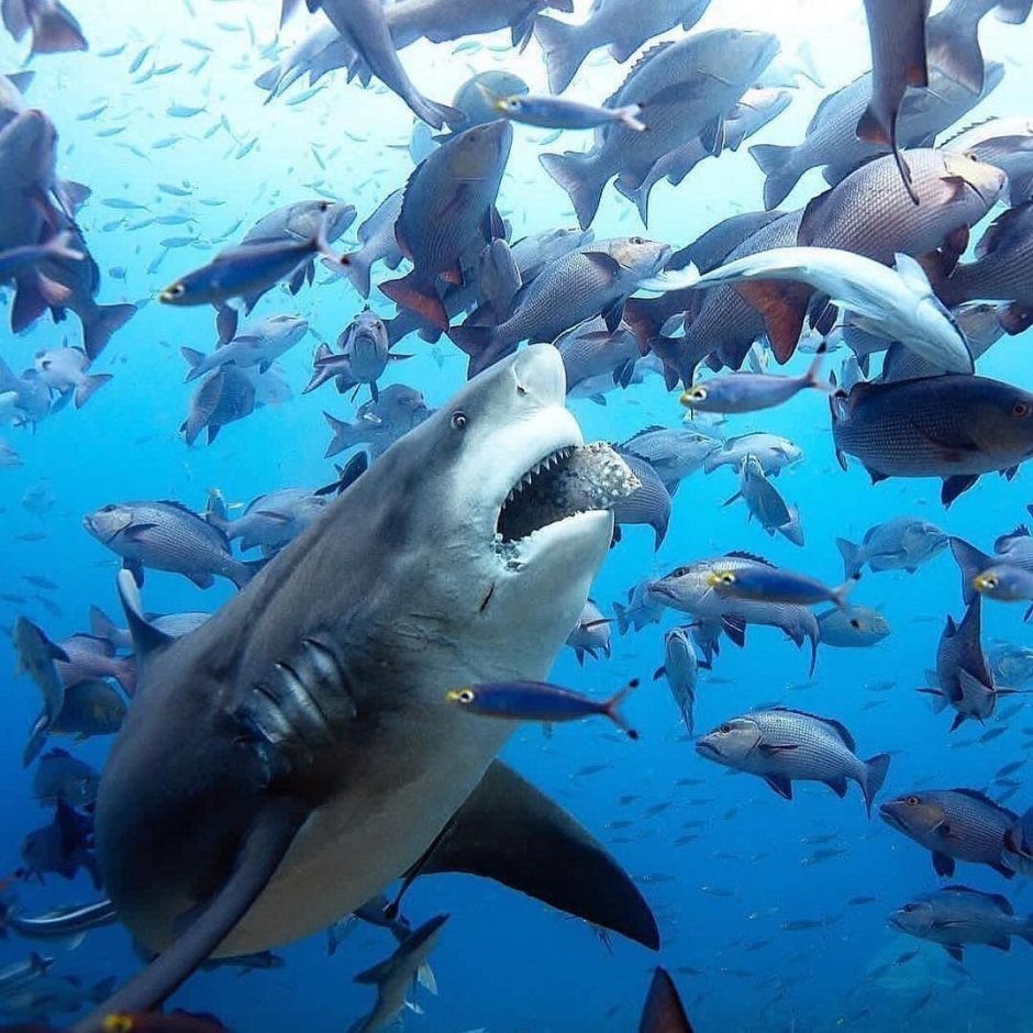 Рифовая акула в Красном море