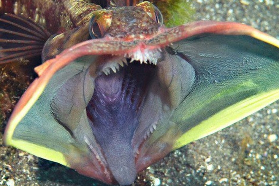 Neoclinus blanchardi