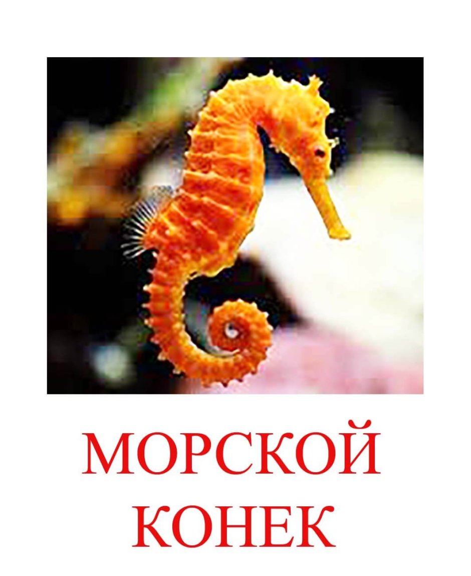 Морские обитатели картинки