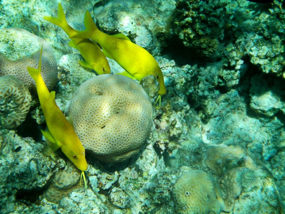 Parupeneus cyclostomus