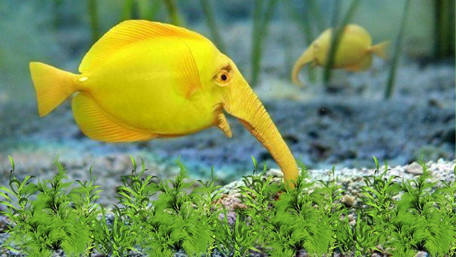 Кораллы в море желтые