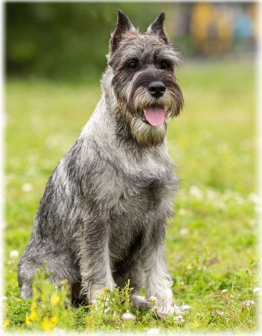 Мандезунский Штубер шнауцер