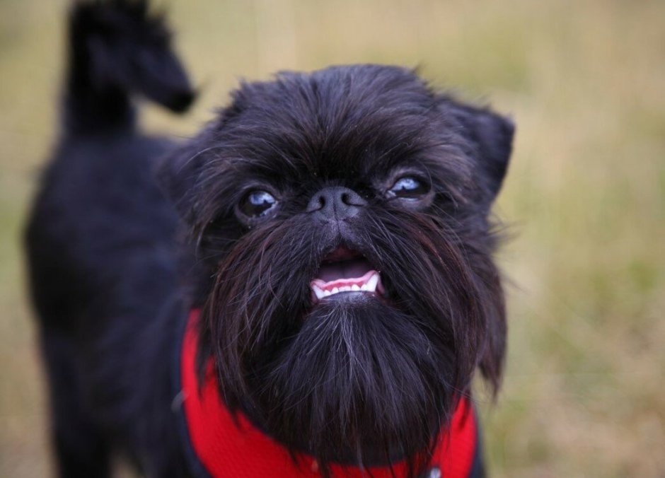 Порода бельгийский гриффон