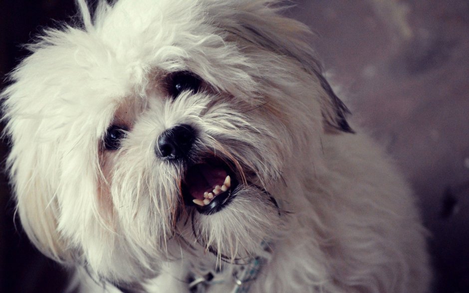 Собака болонка злая