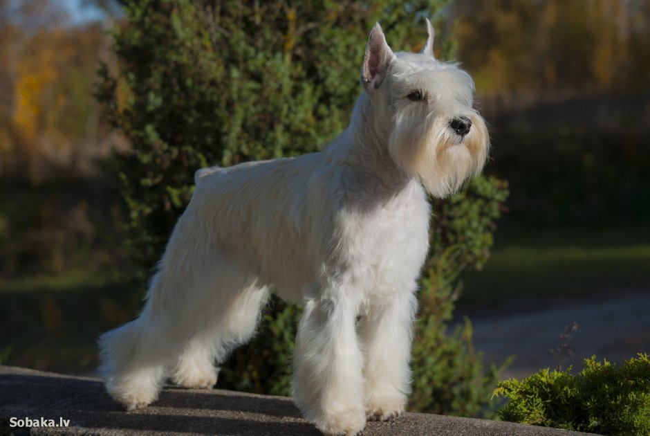 Цвергшнауцер белый