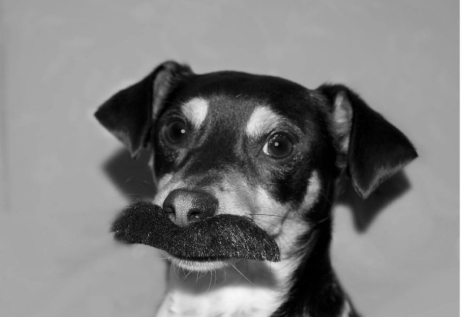 Усатая собачка