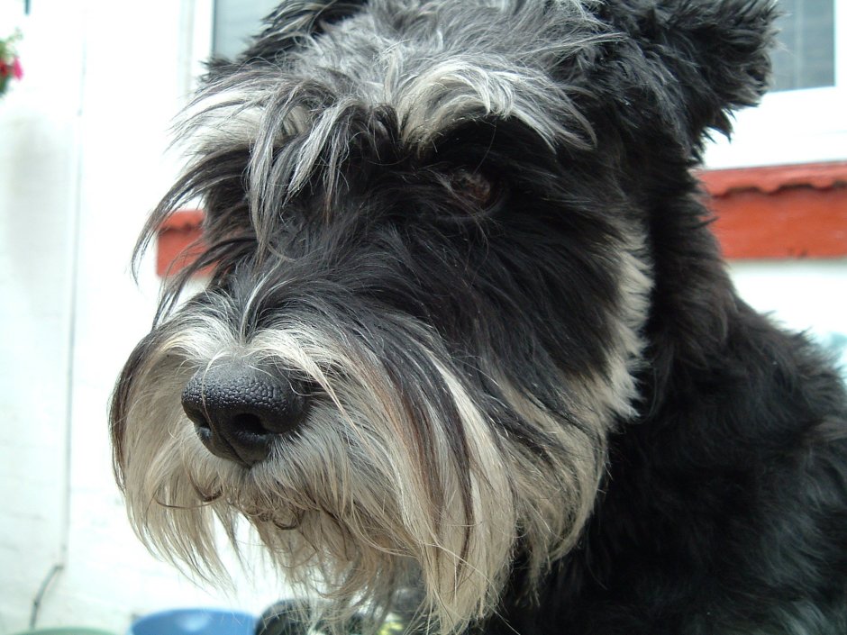 Терьер бородатик