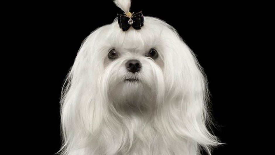 Чёрная собака мальтезе болонка