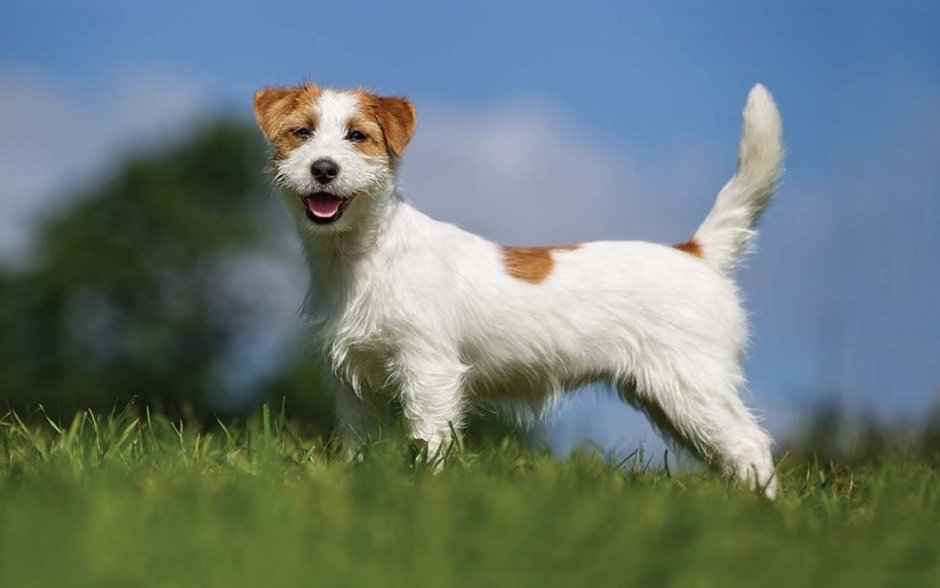 Джэкрасл терьер жесткошерстный