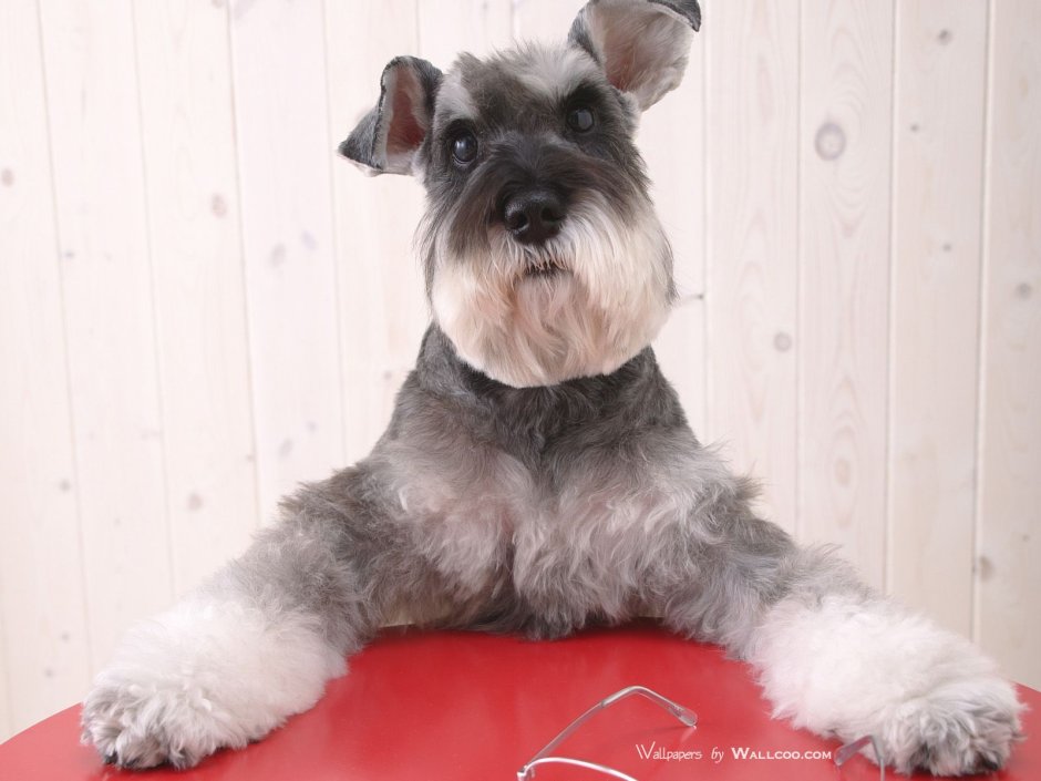 Шнауцер миттель стрижка