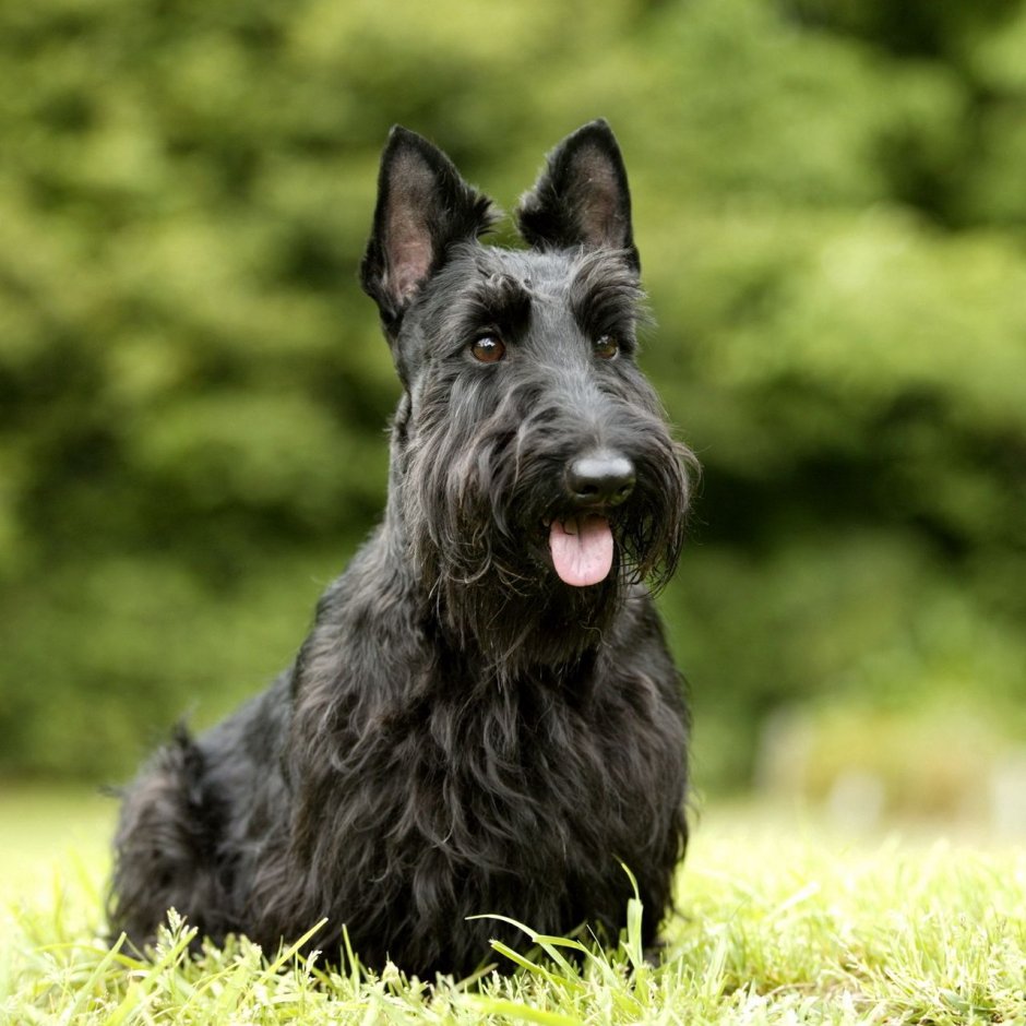 Шотландский шнауцер