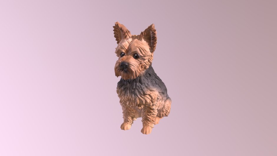 Йоркширский терьер Боня