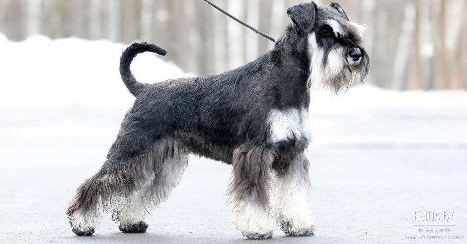 Порода собак Цвергшнауцер