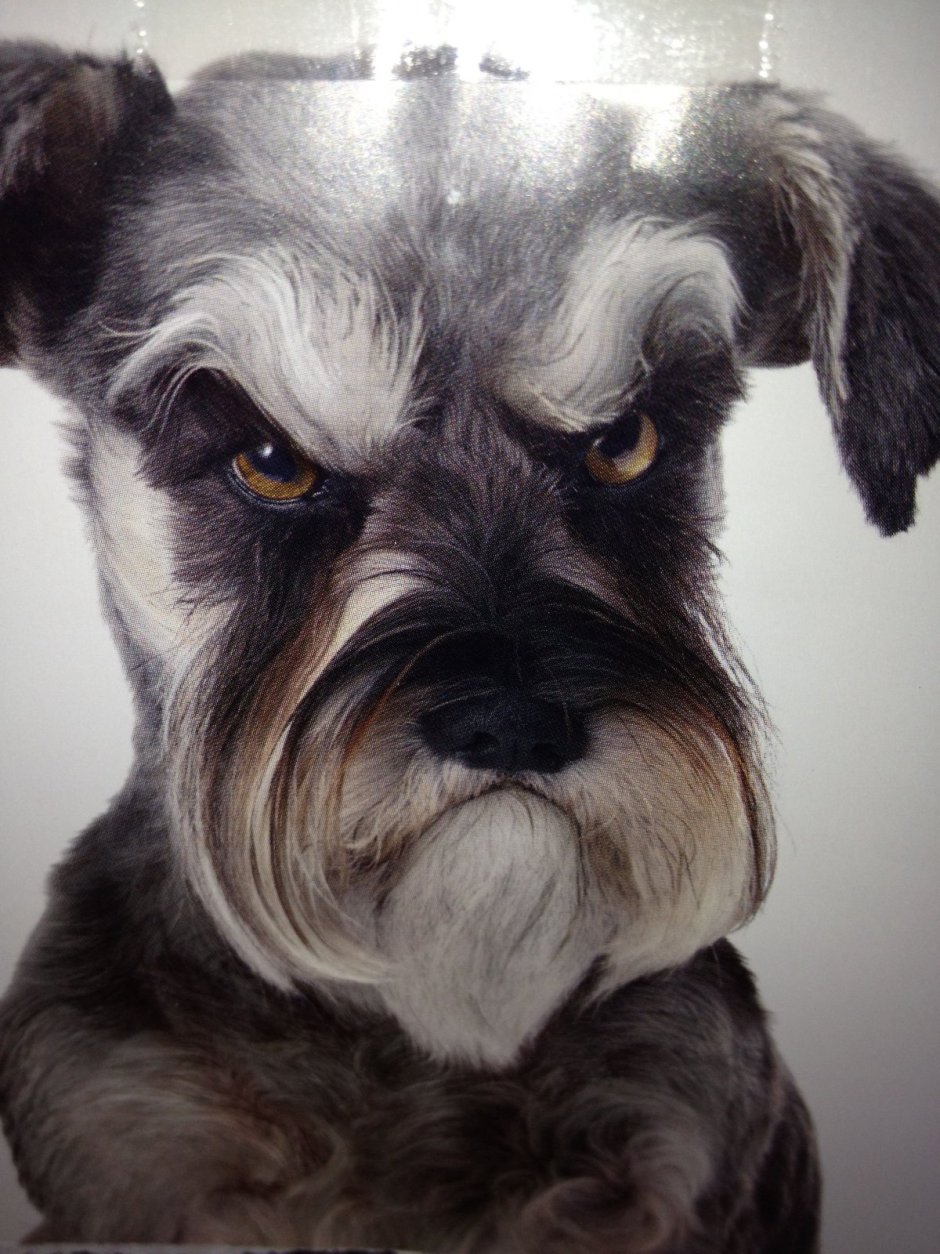 Риттер шнауцер