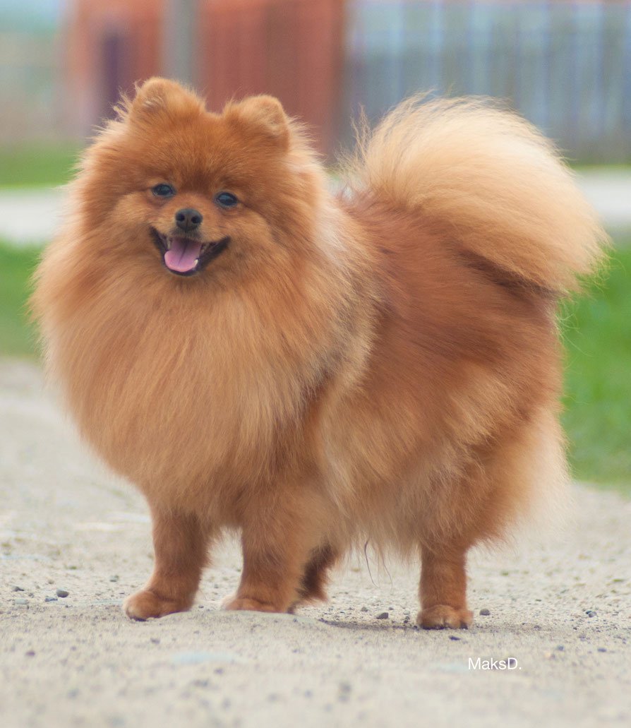 Порода собак малый шпиц