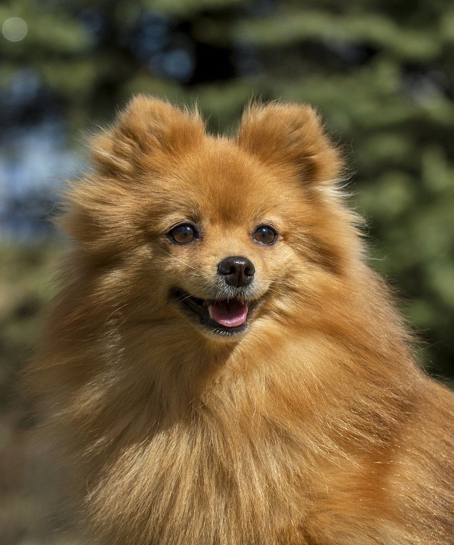 Шпиц немецкий малый