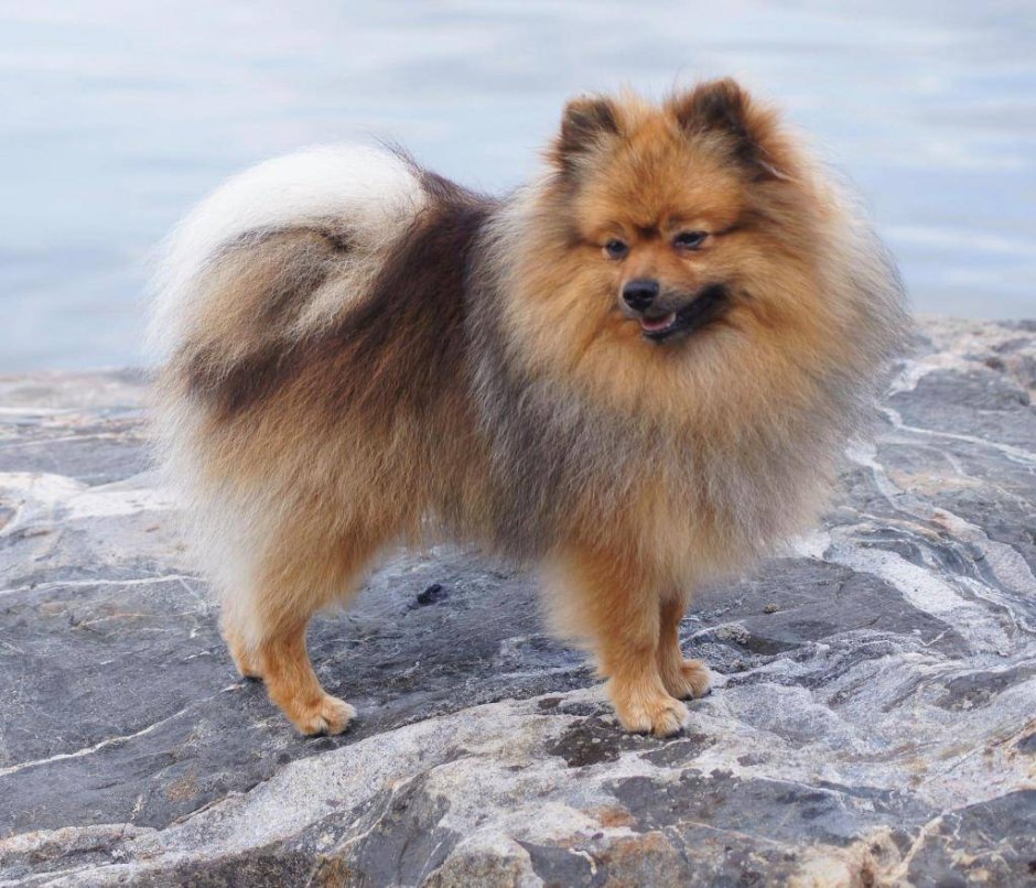 Малый шпиц Кляйншпиц