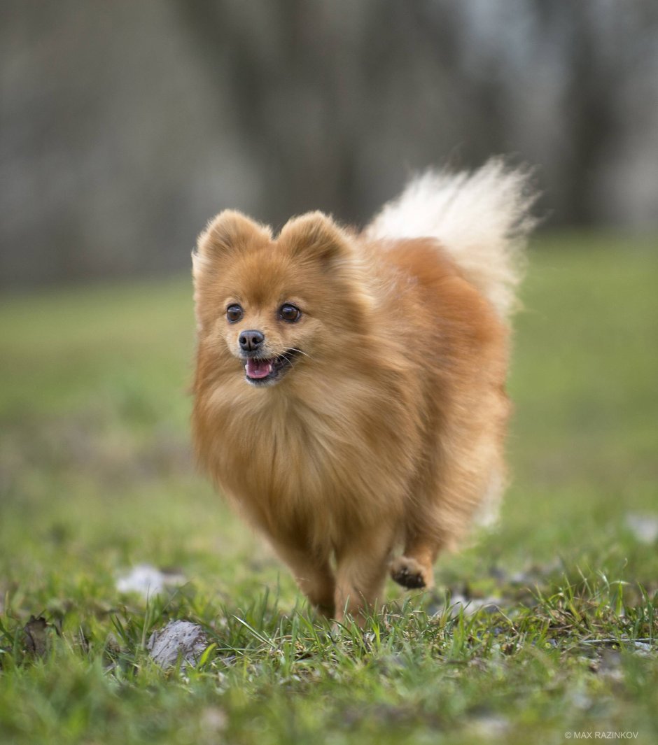 Шпиц немецкий малый