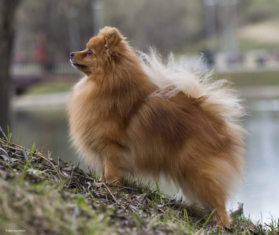 Малый шпиц Кляйншпиц