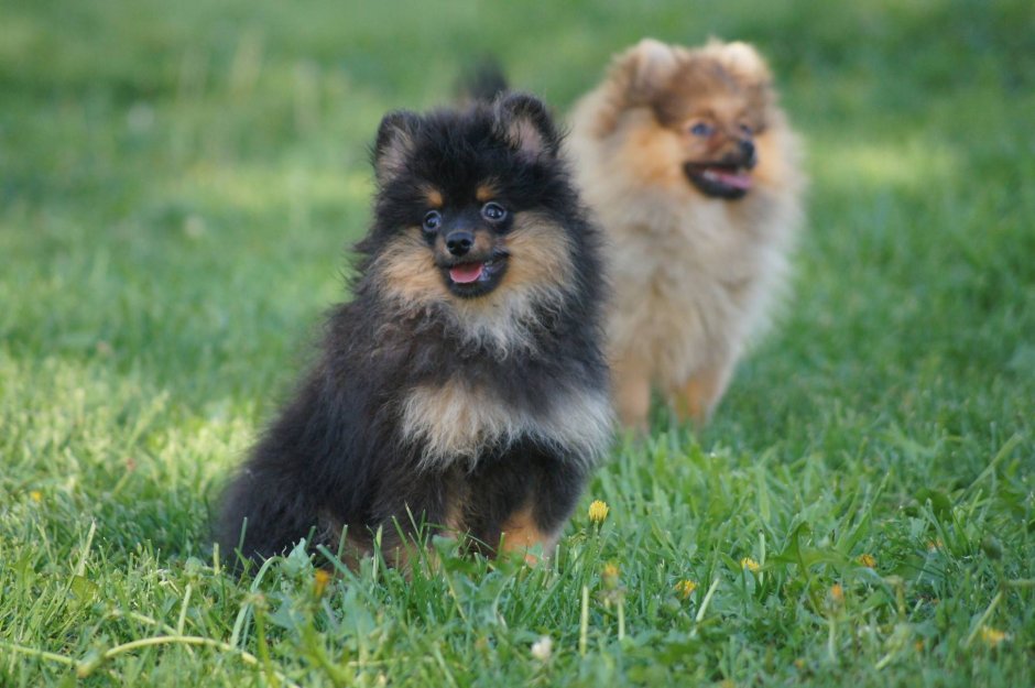 Немецкий Кляйн шпиц белый