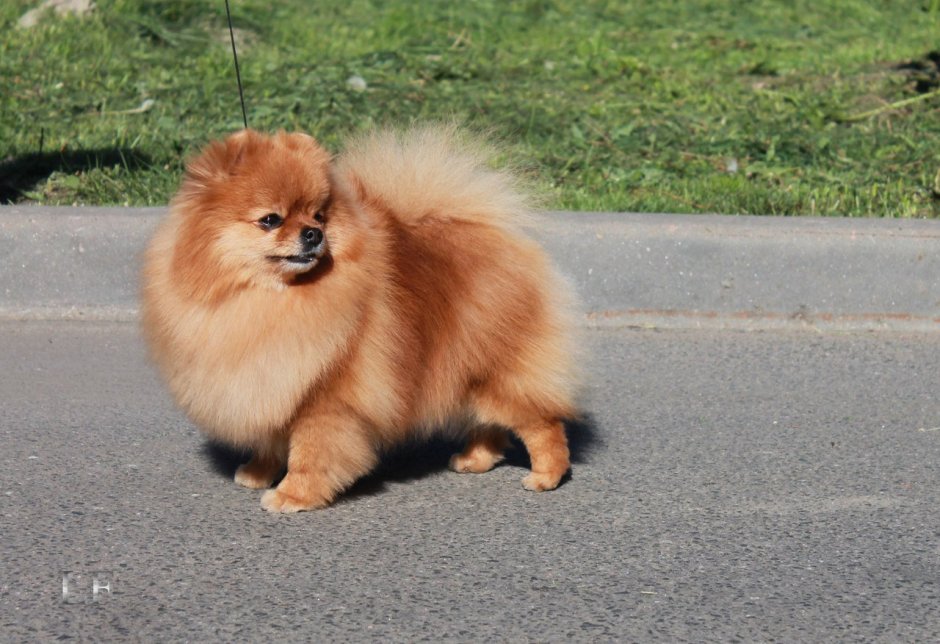 Вельш шпиц фото