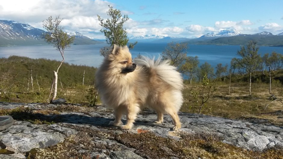 Немецкий шпиц Кляйншпиц