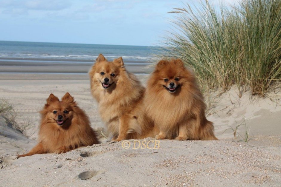 Немецкий шпиц маленький