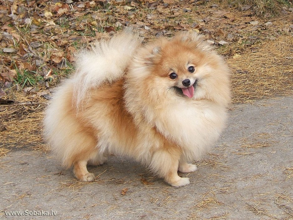 Малый немецкий шпиц вязка