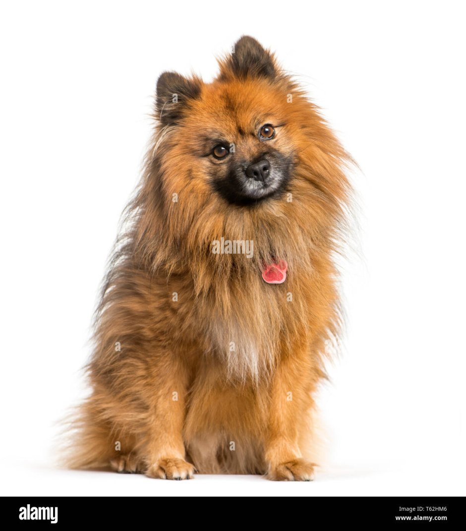 Немецкий шпиц Клейн