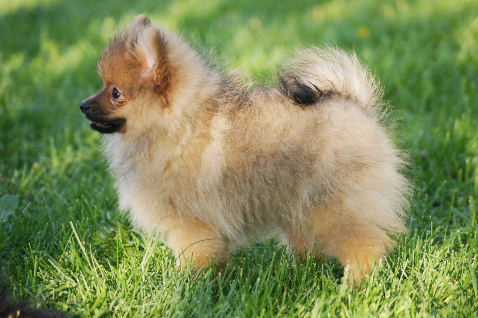 Малый шпиц Кляйншпиц