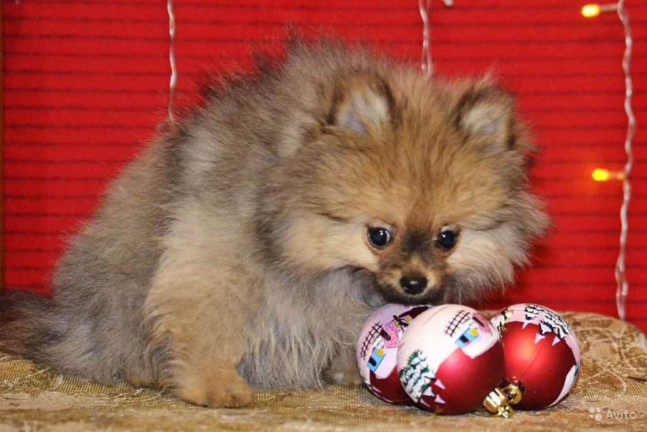 Кляйншпиц соболиного окраса