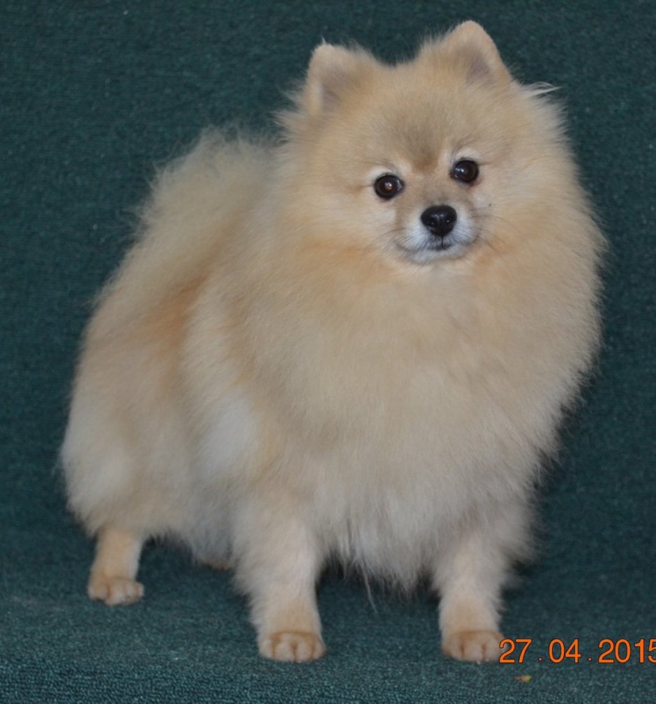 Немецкий шпиц