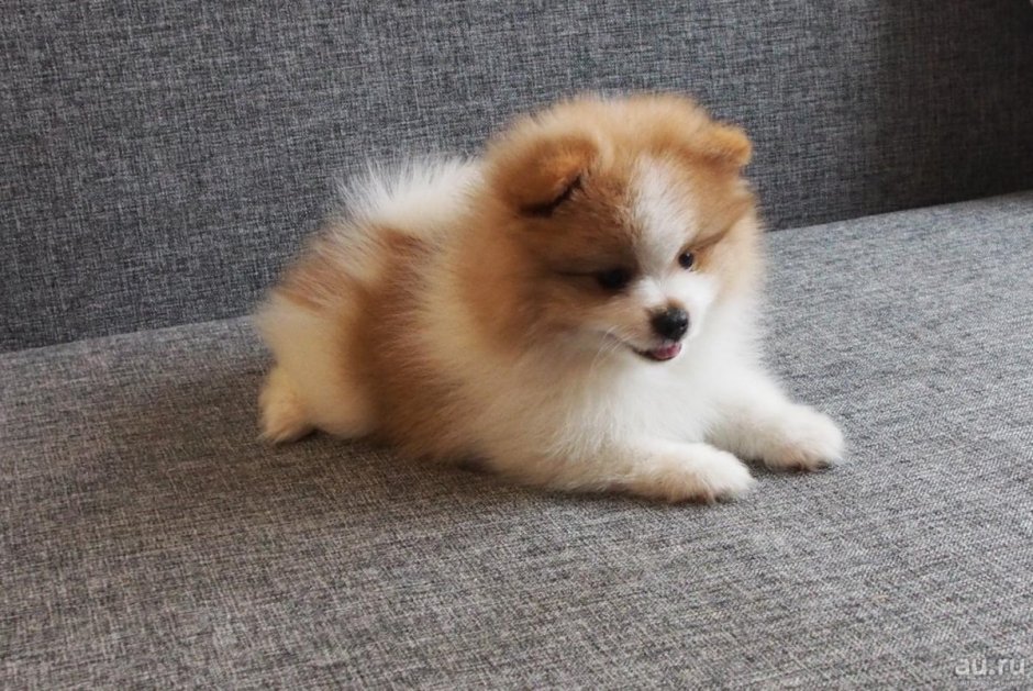 Обои на рабочий стол Кляйншпиц