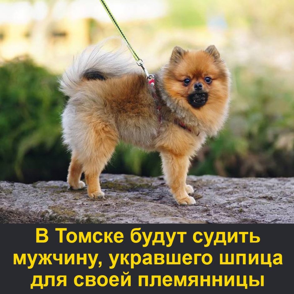 Померанские Шпицы играются