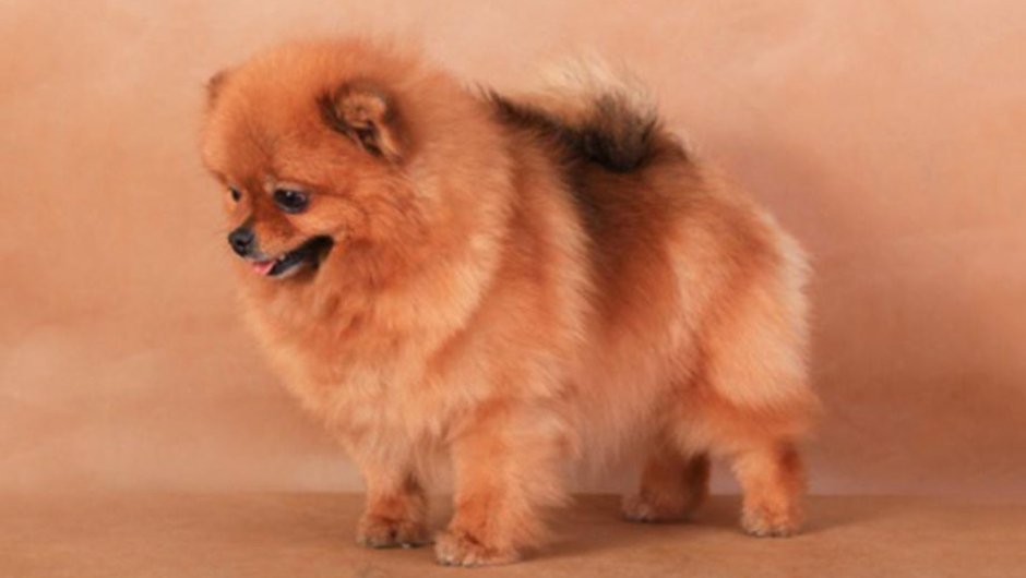 Шпиц гроссшпиц