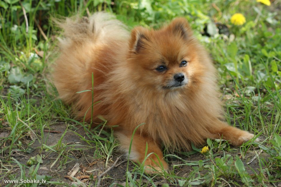 Немецкий шпиц