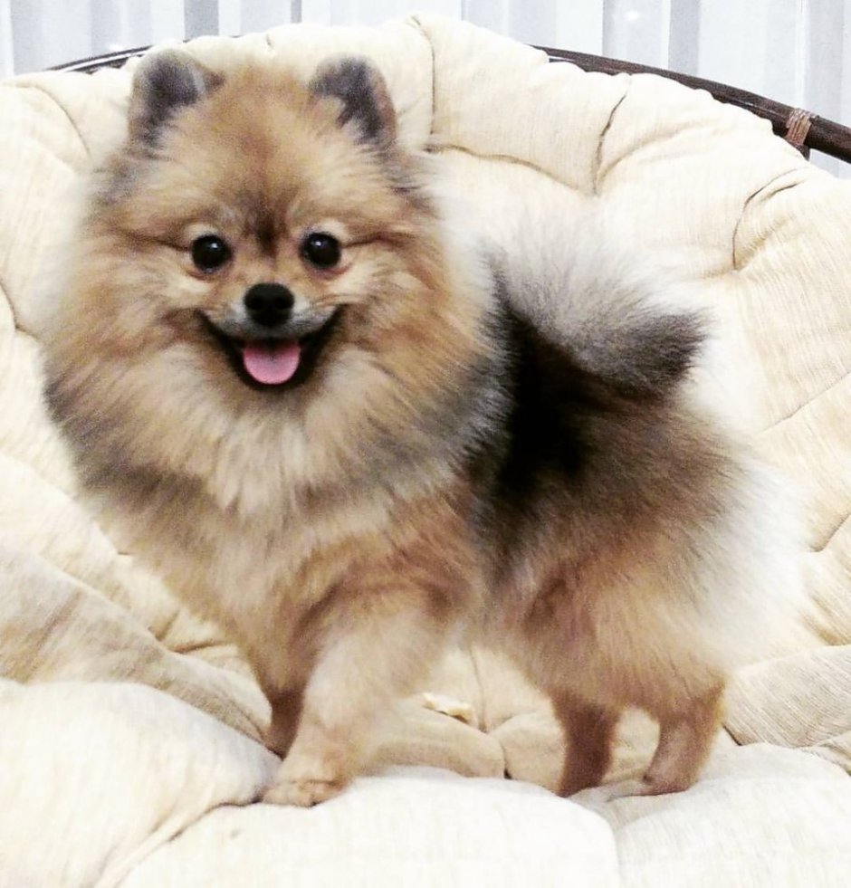 Немецкий шпиц белый