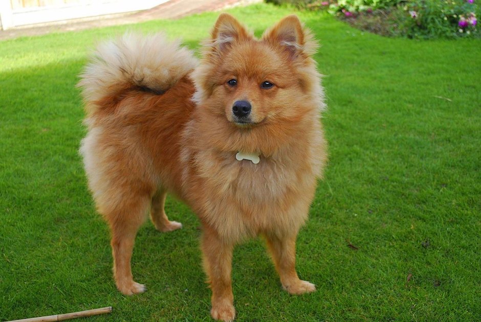 Кляйн шпиц немецкий