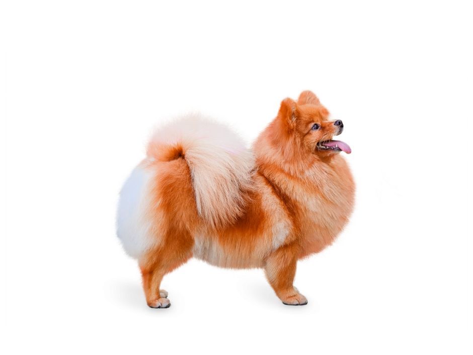 Шпиц немецкий на природе