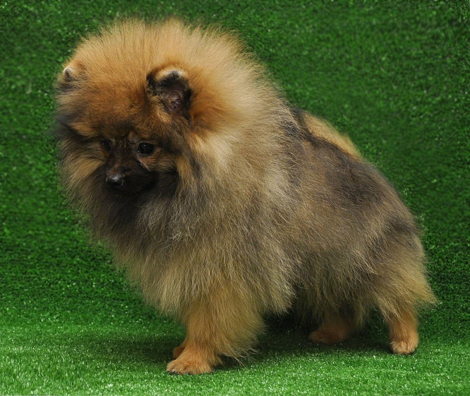 Малый шпиц Кляйншпиц