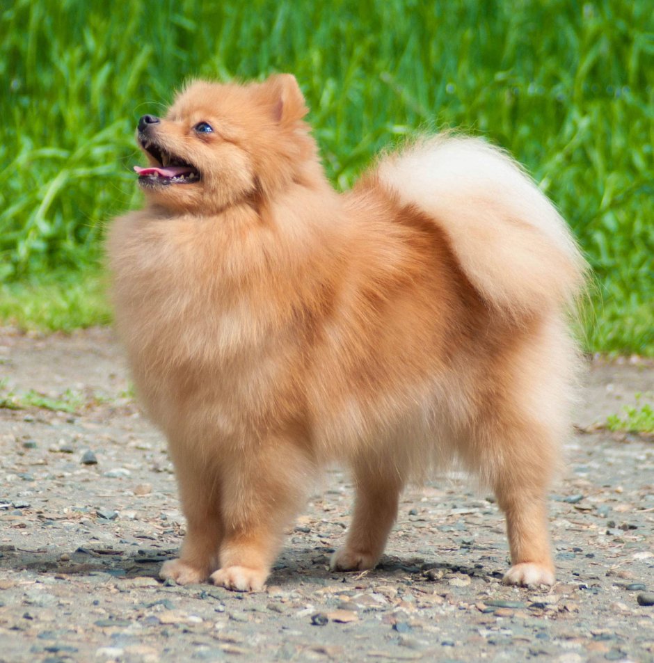 Немецкий шпиц