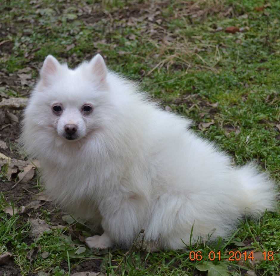 Шпиц оранж Соболь