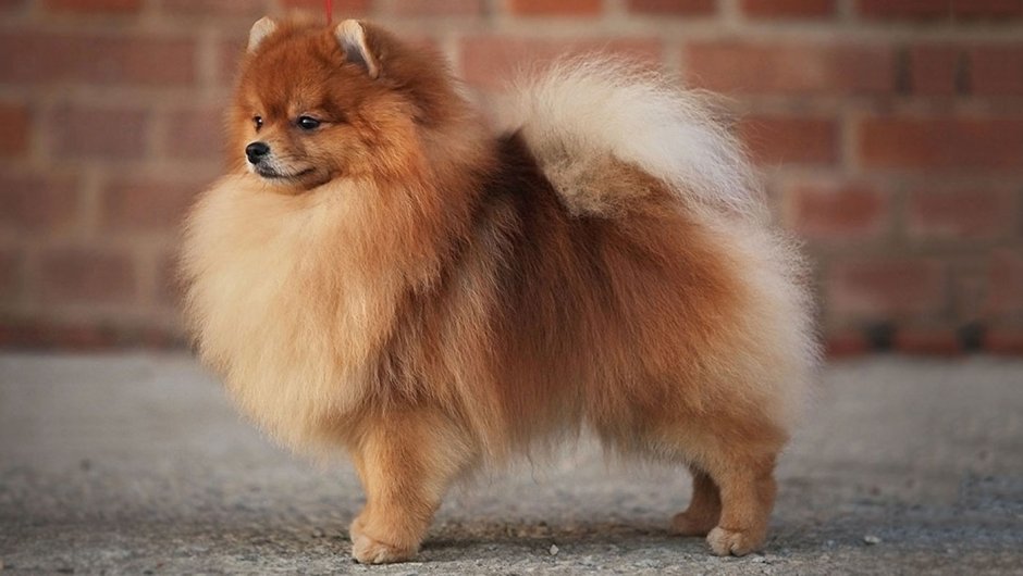 Шпиц немецкий малый