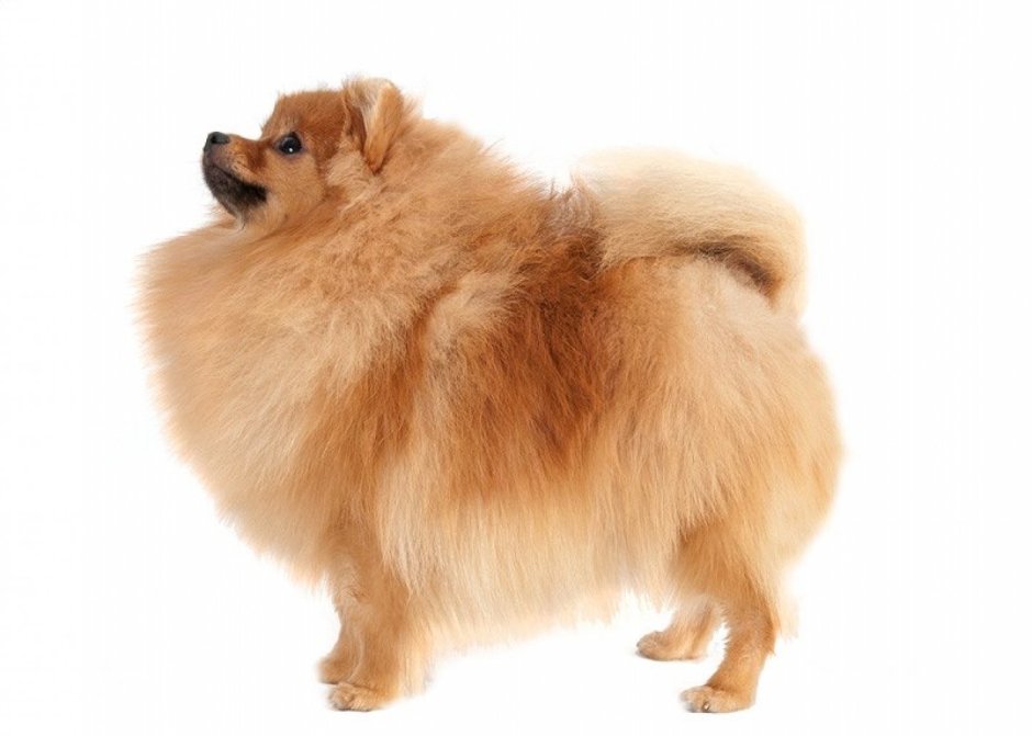 Малый немецкий шпиц щенок