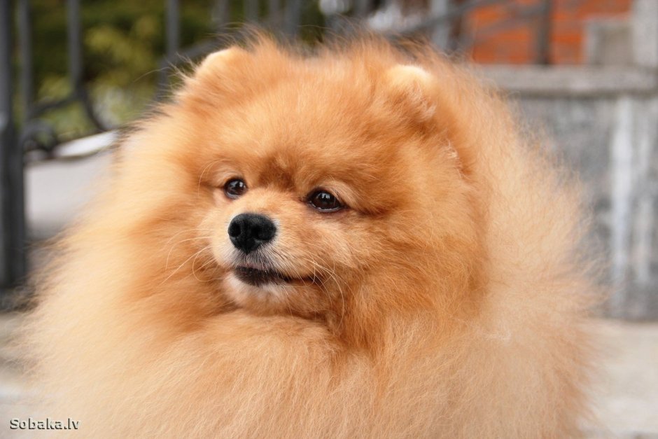Малый померанский шпиц