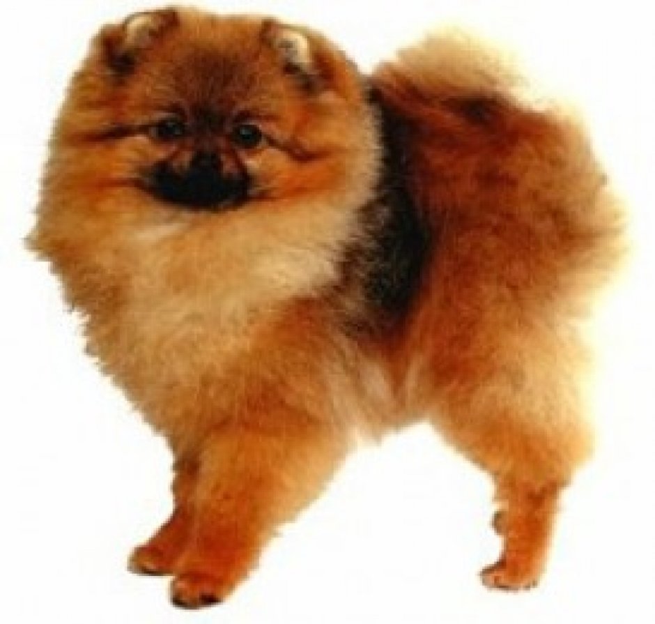 Немецкий шпиц