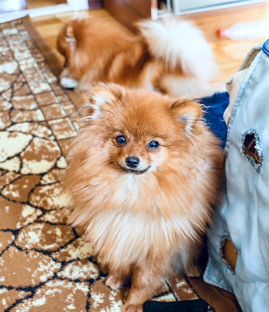 Немецкий шпиц